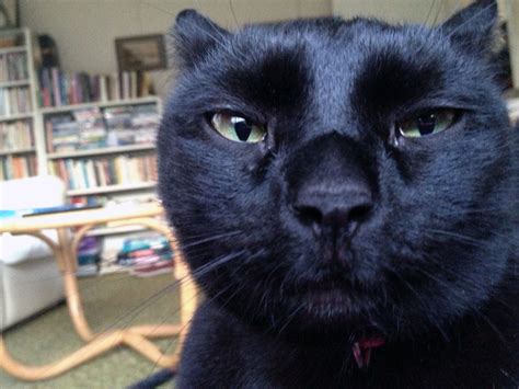 Suspicious Cat May Be The Cutest Spy Ever Photo Huffpost