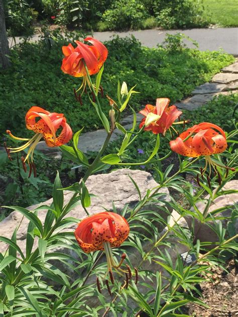 Lilium Superbum Turks Cap Lily Master Gardeners Of Northern Virginia