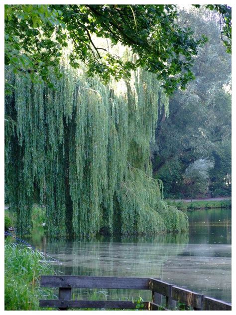 Everything You Need To Know About Weeping Willow Trees