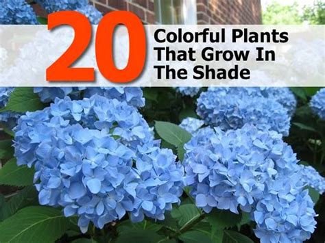 20 Colorful Plants That Grow In The Shade