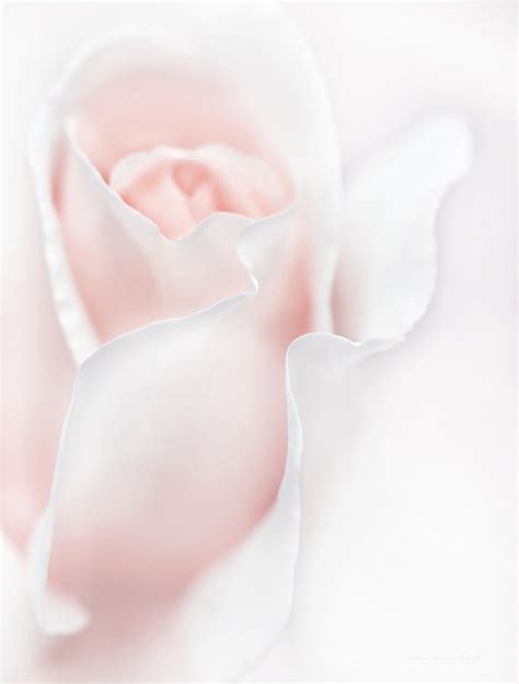 Breathless Pink Rose Flower Photograph By Jennie Marie Schell Fine