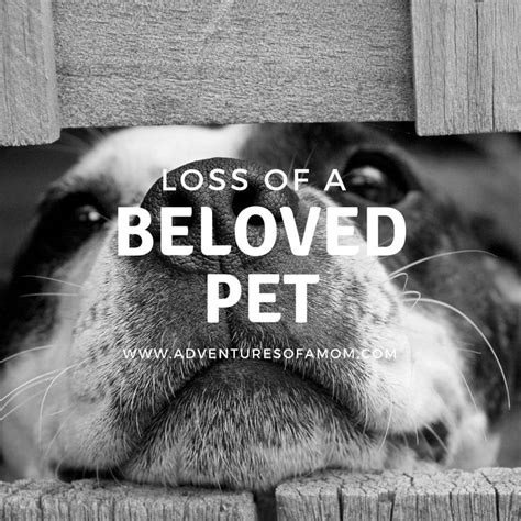 Loss Of A Beloved Pet Dog Adventure Beloved Dog Sweet Dogs