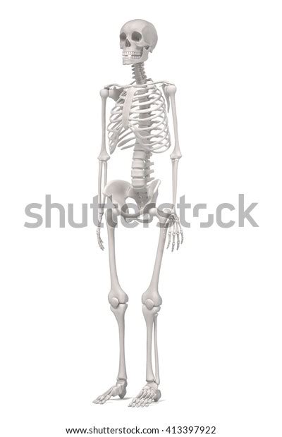 3d Renderings Human Skeleton Stock Illustration 413397922