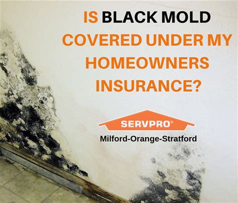 Most home insurance policies don't cover mold. Does Your Insurance Policy Cover Mold Growing in Your Home? | SERVPRO of Milford-Orange-Stratford