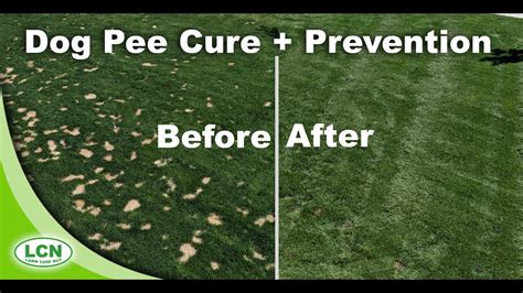 How To Prevent And Cure Dog Urine Spots In Lawns Brown Spots