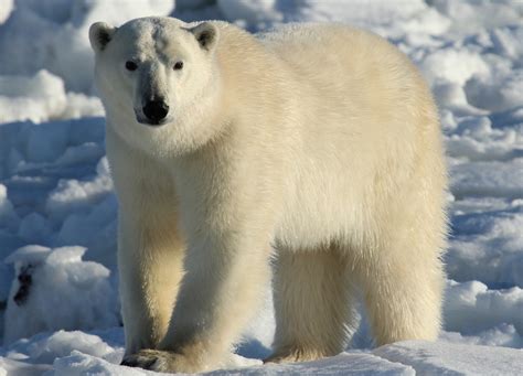 The Essential Guide To Seeing Polar Bears In Canada