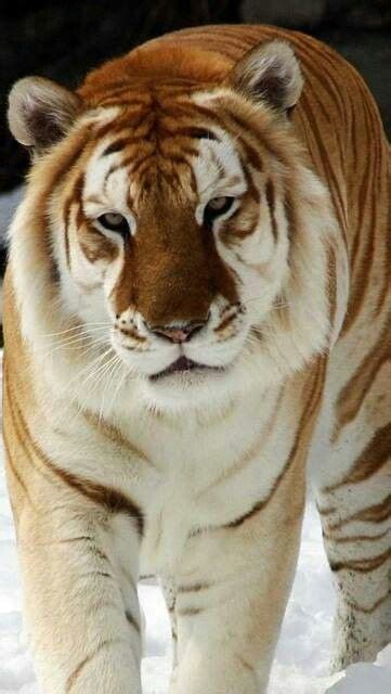 Golden Tabby Tiger Animals Beautiful Wild Cats Animals Wild