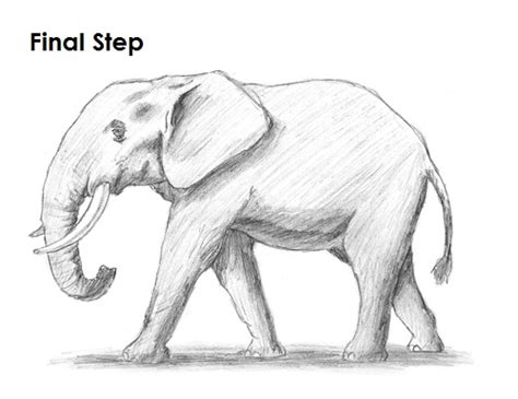 This is step by step tutorial for beginner level artist who want to learn drawing of various things. How to Draw an African Elephant