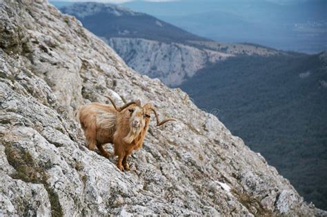 Wild Mountain Brown Goat With Big Horns Stands At Rock And Looks In