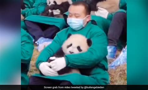 Viral Video Baby Pandas Take Nap In The Lap Of Panda Cuddlers