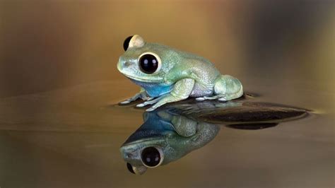 A Frog Is A Member Of A Various And Largely Carnivorous Group Of Short