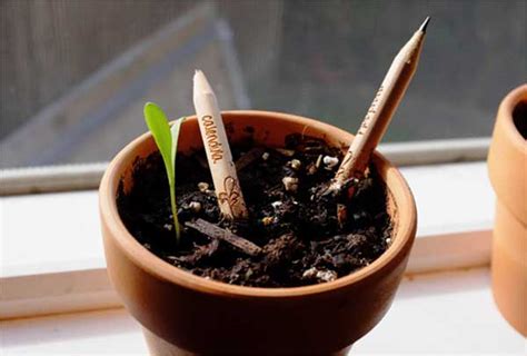 Sprout Plantable Pencil That Grows Into Herbs And Vegetables