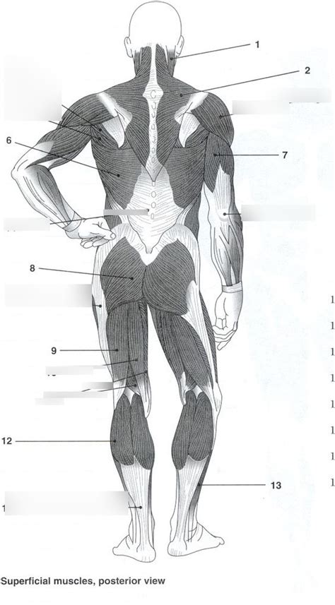 Posterior Superficial Muscular Anatomy Diagram Quizlet The Best Porn Website