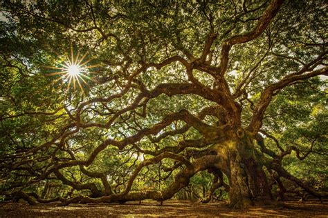 1679 tree hd wallpapers and background images. 8 Angel Oak Tree HD Wallpapers | Backgrounds - Wallpaper Abyss