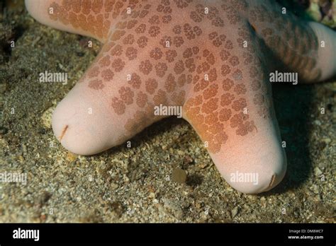 Granulated Sea Star On The Ocean Floor Stock Photo Alamy