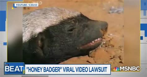 Viral Honey Badger Video Creator Donald Trump Is No Honey Badger