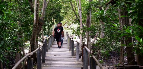 Ekowisata Mangrove Di Kepulauan Riau Upaya Jaga Hutan Bermanfaat