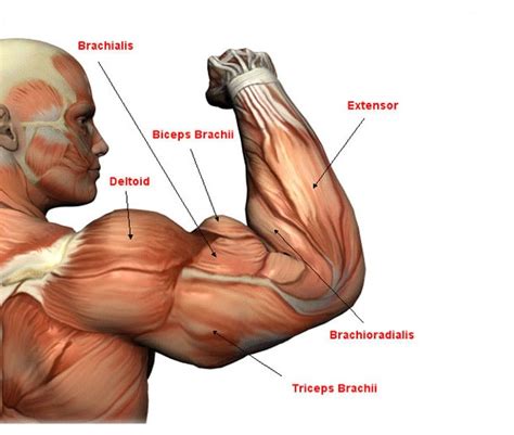 entrenamiento para bíceps y tríceps ejercicios en casa