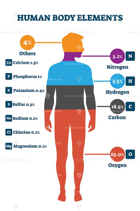 Human Body Elements Vector Illustration Infographic Human Body