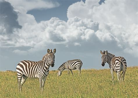 Zebras Grazing Klaus Tiedge Fine Art Wildlife Photography