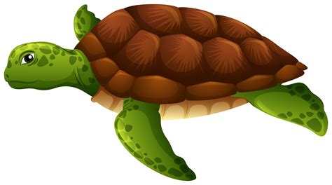 Green Sea Turtle White Background 298625 Vector Art At Vecteezy