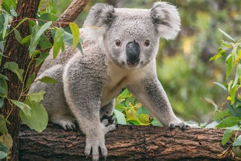 ¿qué Tanto Sabes Sobre Los Koalas