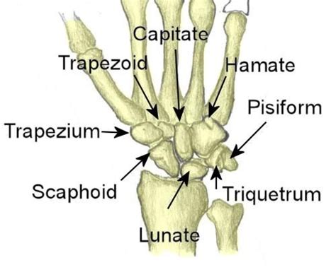 Triquetrum Fracture Anatomy And Physiology Physiology Human Anatomy