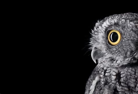 Stunning Portraits Of Wild Owls Pictolic