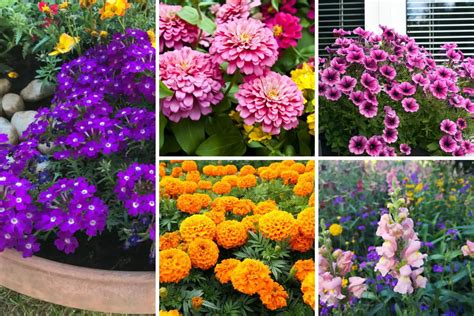 17 Fabulous Purple Flowering Annuals Photos Garden Lovers Club