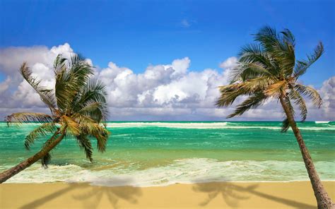 Beach Palms Ocean Wallpaper 1920x1200 29180