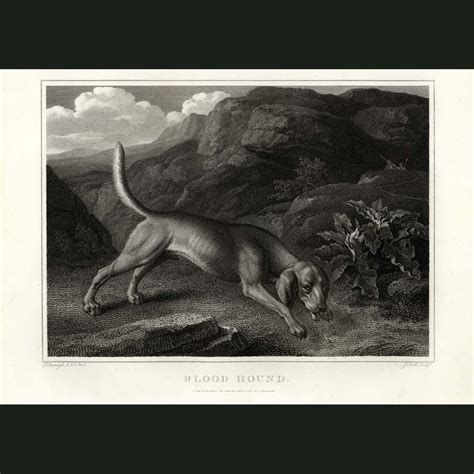 Bloodhound Fine Art Print