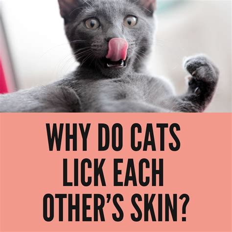 Why Do Cats Lick Each Others Skin TOP Reasons Oxford Pets
