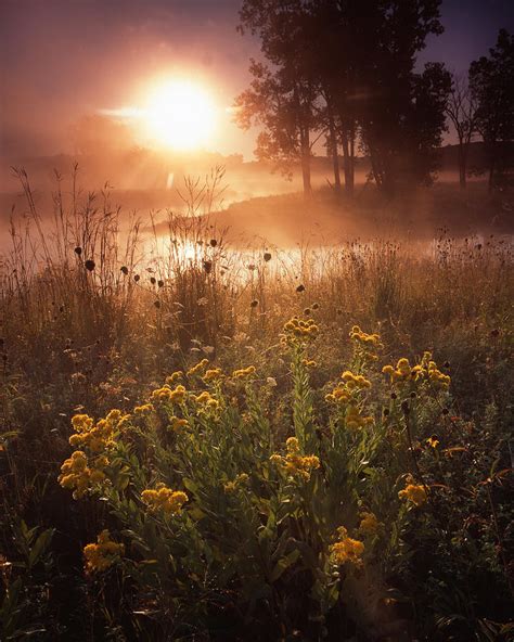 Foggy Flowers Photograph By Ray Mathis Fine Art America