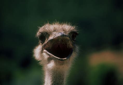 Do Ostriches Really Bury Their Heads In The Sand Head In The Sand