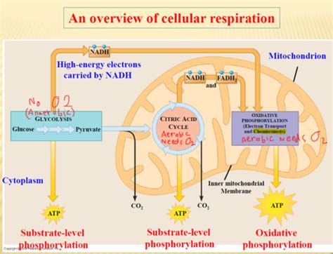 Stages Of Aerobic Cellular Respiration