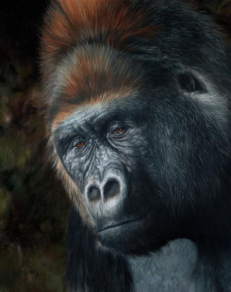 Lowland Gorilla Painting Painting By David Stribbling Fine Art America