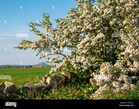 Sky Through Bush Hi Res Stock Photography And Images Alamy