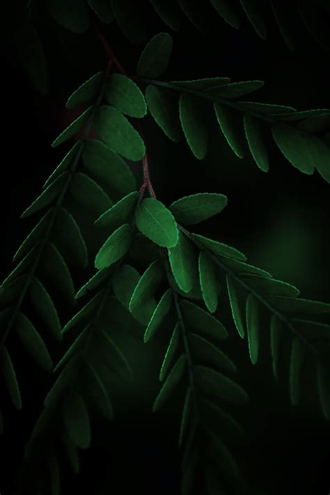 Closeup Green Leaves Download Mobile Phone Full Hd Wallpaper