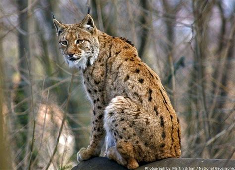 Interesting Facts About Lynx Just Fun Facts