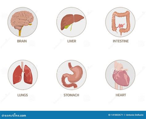 Illustrazione Delle Icone Degli Organi Umani Cuore Cervello Fegato