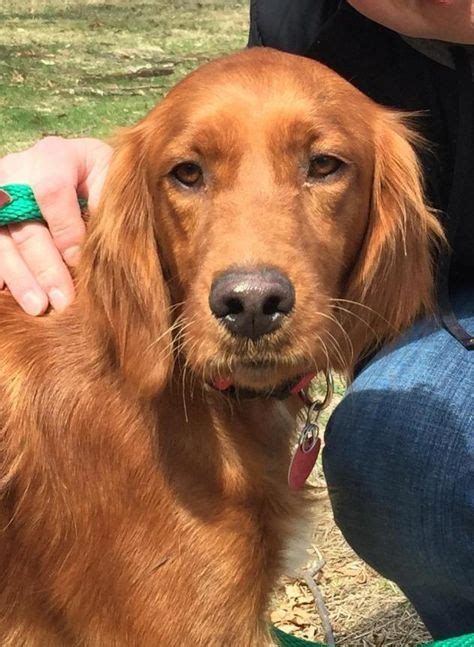 Adopt Myia On Golden Retriever Golden Retriever Irish Setter Mix