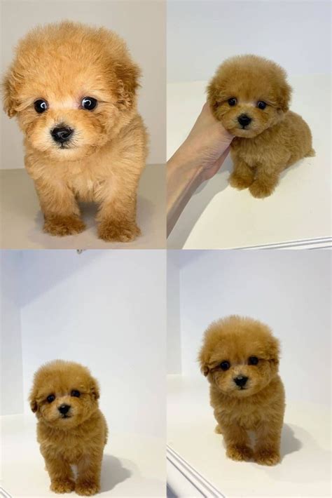 Mini Teddy Bear Poodle Puppies For Sale In 2021 Poodle Puppies For