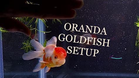 Oranda Goldfish Tank Setup Youtube