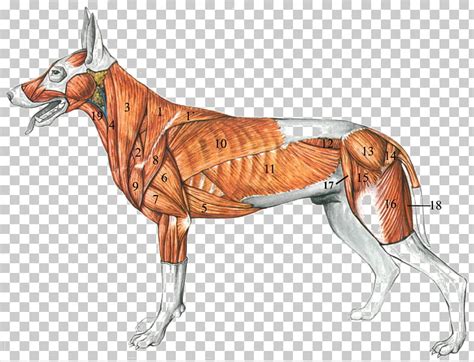 Anatomía Del Perro Un Atlas Para Colorear Músculo Perro Png Clipart