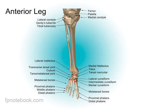 Lower Leg Bone Anatomy Labeled