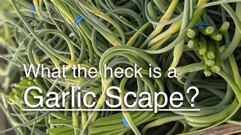 What The Heck Is A Garlic Scape Youtube