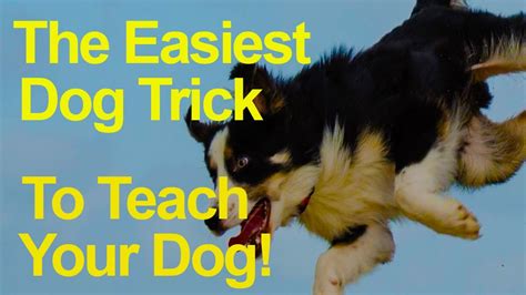 Easy Dog Trick To Teach Your Dog Youtube