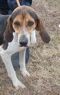 Currently, there is no active plan in place except to transport to the animal shelter. DIEGO located in St. Pauls, NC has an unknown status at ...