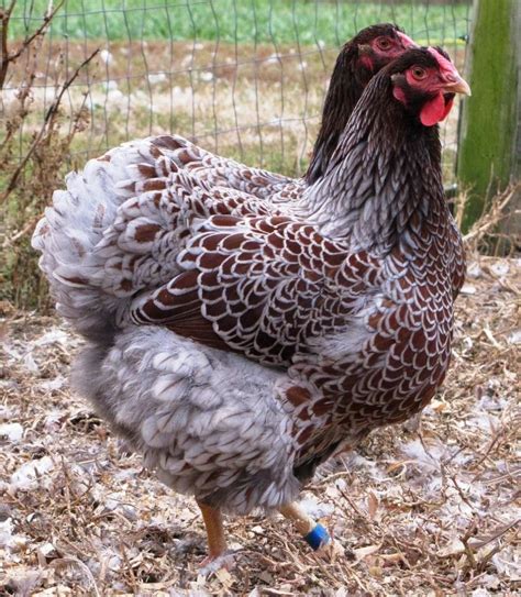 Chicken Hens Of All Ages And Many Breeds Tiverton Ri Patch
