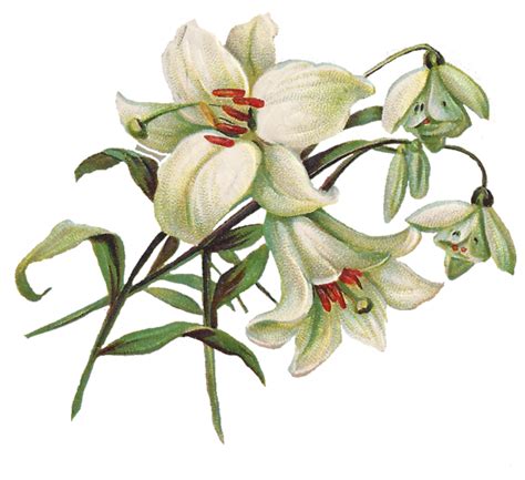 Easter Lilies Clipart Drawing 20 Free Cliparts Download Images On Clipground 2024